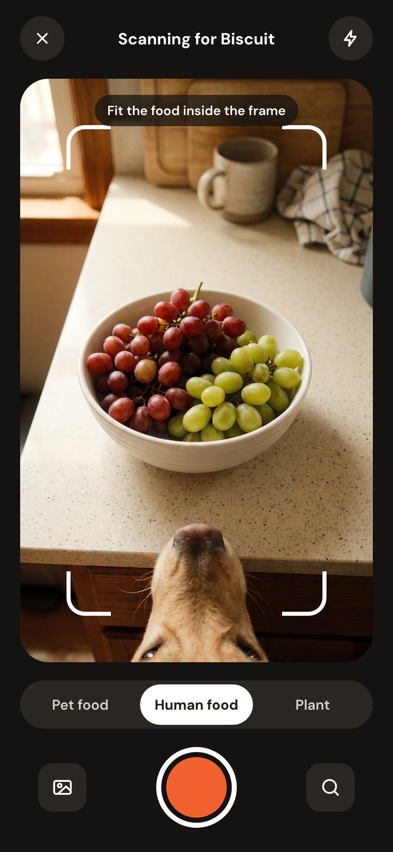 Treaty scanning a bowl of grapes